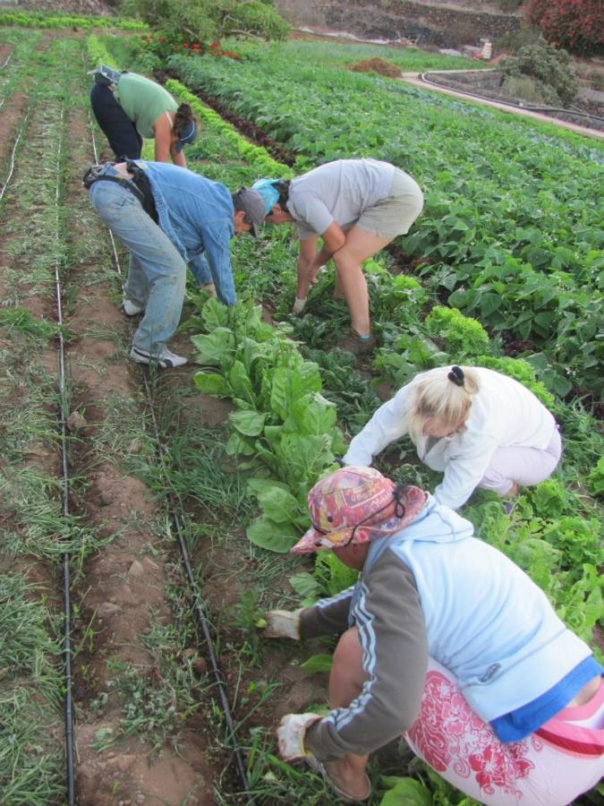 Casa Rural Finca Las Dulces Chío Eksteriør billede