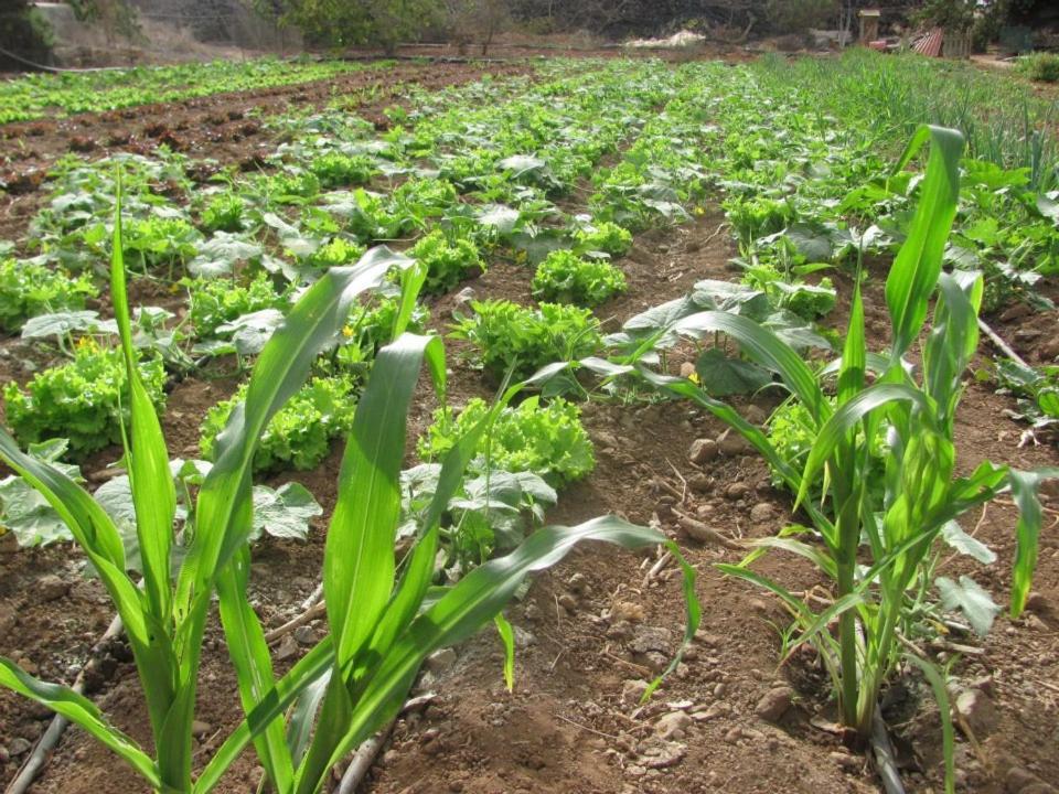 Casa Rural Finca Las Dulces Chío Eksteriør billede