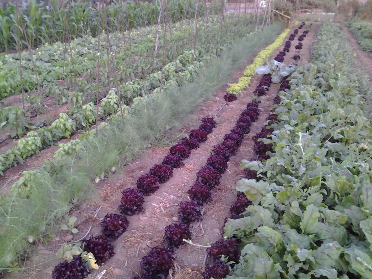 Casa Rural Finca Las Dulces Chío Eksteriør billede